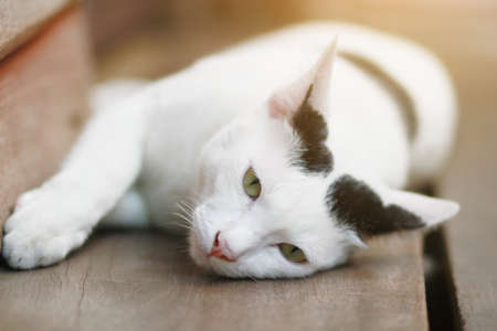 White cat Sleeping and enjoy on wood terraceの写真素材