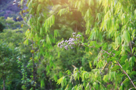 Anaphalis margaritacea Benth.wild flowers in forest with sunlight and blue sky on the mountain.
