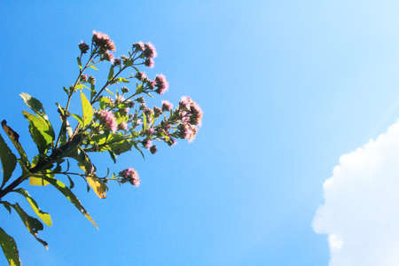 Beautiful Wild flowers with blue sky on the mountainの写真素材