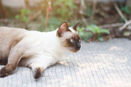 Cute Siamese cat enjoy and sleep on concrete floor with natural in garden