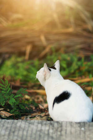 White cat enjoy in the gardenの写真素材