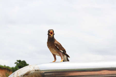 Angry bird on the roof car