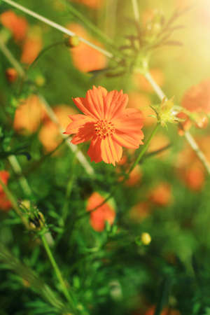 Beautiful Sulfur Cosmos or Yellow Cosmos flowers field in sunlightの写真素材