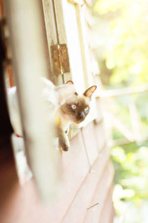 Siamese cat enjoy and sitting on the window