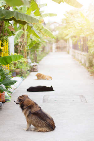 Brown dog sitting on the concrete floor in gardenの写真素材