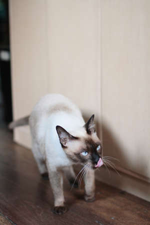 Siamese cat walking and hungry