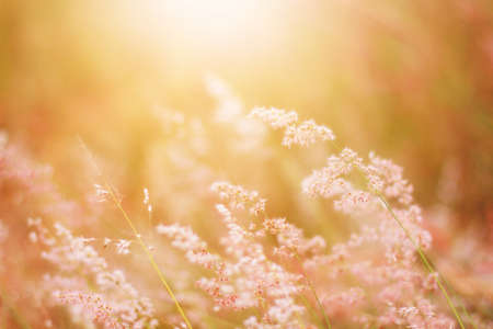 Soft Focus Beautiful grass flowers in natural sunlight Backgroundの写真素材