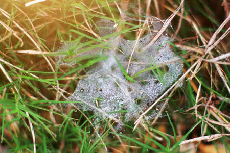 Beautiful Dew on the spider web on grassの写真素材