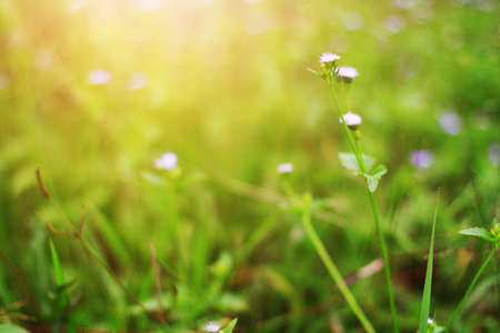 Beautiful wild purple grass flowers in the meadow with sunlight. Billygoat-weed, Chick weed or...