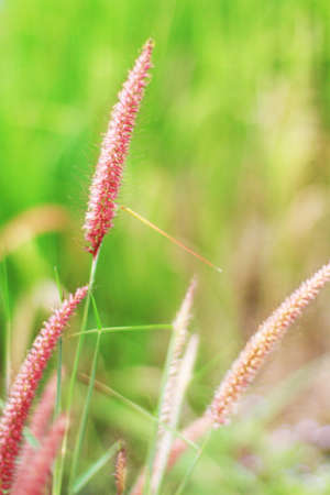 Soft Focus Beautiful grass flowers in natural sunlight Backgroundの写真素材
