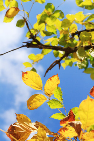 Beautiful bright green leaves branch with blue sky and sunlight in summer season