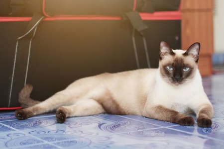 Siamese cat enjoy and relax on terrace with natural sunlight
