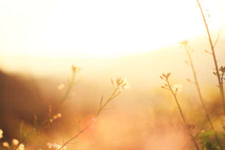 Beautiful bloming white wild flowers fields in springtime and natural sunlight shining on mountain.の写真素材