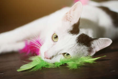 White cat enjoy and relax on wooden floorの写真素材