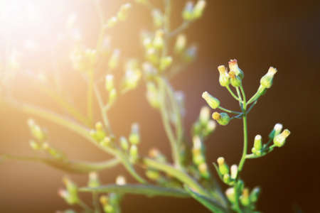 Beautiful bloming white wild flowers fields in springtime and natural sunlight shining on mountain.の写真素材