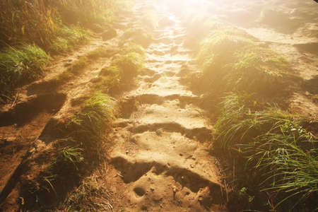Golden sunlight shining down on the ground and grasses floor for Encouragement, hopefully and freedom of new life.の写真素材