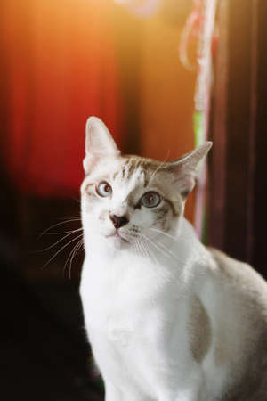 Grey striped cat enjoy and sleep on wooden floor with natural sunlight