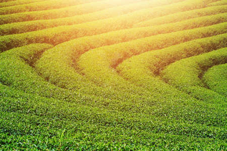 Beautiful landscape golden sunrise shining on Tea Plantation on the mountain, Thailandの写真素材