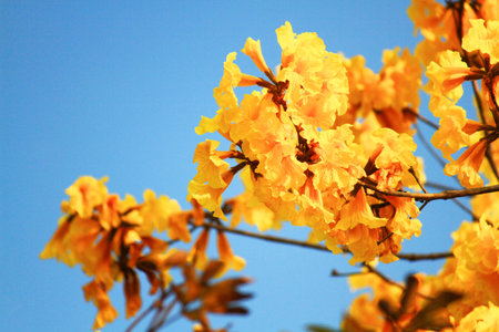 Blossom Dwarf Golden Trumpe flowers with blue sky. Tabebuia chrysotricha flowers