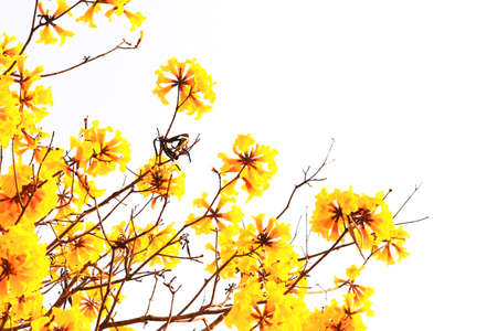 Blossom Dwarf Golden Trumpe flowers isolated on white background. Tabebuia chrysotricha flowers