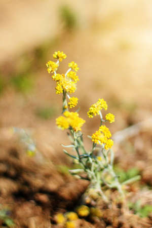 Blossom yellow Wild flowers grass in meadow with natural sunlightの写真素材