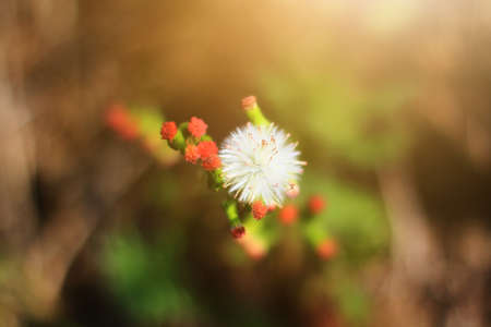 Beautiful Blossom white Wild flowers grass in natural sunlightの素材 [FY310182911483]