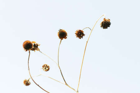 Dry Wild flowers grass in natural sunlight with blue skyの写真素材