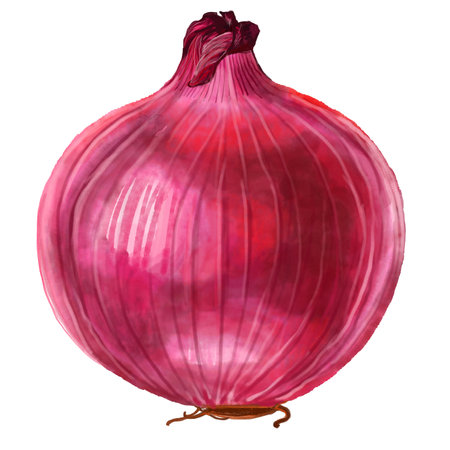 Watercolor and drawing for fresh shallot on white background. Digital painting of fruits and vegetables illustration. Regional Foods Concept.の写真素材