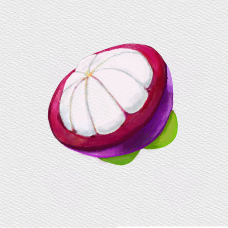 Watercolor and drawing for fresh sweet mangosteen isolated on white background. Digital painting of fruits illustration.の写真素材