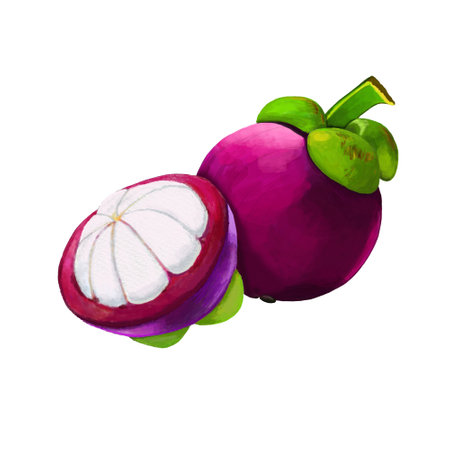 Watercolor and drawing for fresh sweet mangosteens isolated on white background. Digital painting of fruits illustration.の写真素材