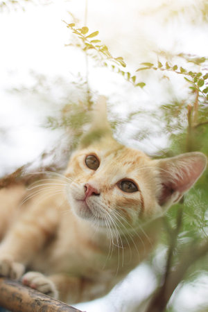 Kitten orange striped cat enjoy on the tree in gardenの写真素材