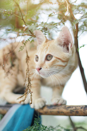 Kitten orange striped cat enjoy on the tree in gardenの写真素材