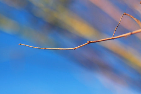 Dry tree Branch on blue sky with natural sunlight in Summer seasonの写真素材