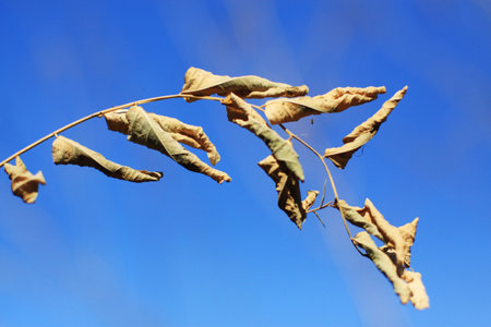 Dry tree Branch on blue sky with natural sunlight in Summer seasonの写真素材