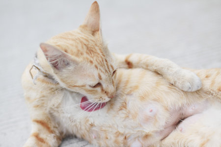 Orange striped cat enjoy and relax on concrete floor with natural sunlightの写真素材