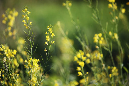Blossom yellow Wild flowers grass in meadow with natural sunlight