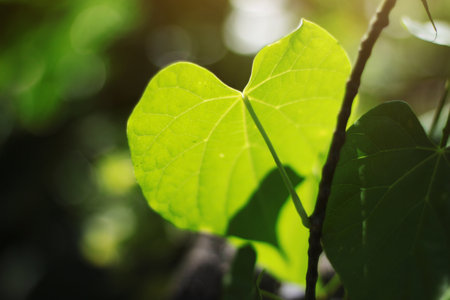 Heart shape leaves with natural sunlight in forest