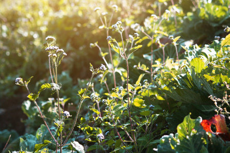Blooming wildflowers grass field with natural sunlight