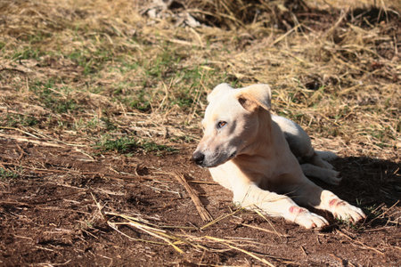 Cute white dog relax with beautiful sunset in grass fields