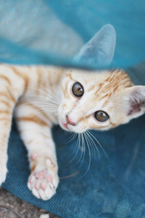 Cute Orange Kitten striped cat enjoy and relax on blue net in garden with natural sunlightの写真素材
