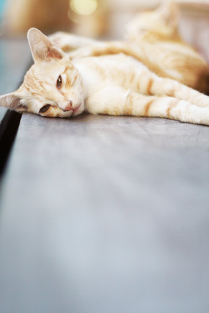Kitten orange striped cat sleeping and relax on wooden terrace with natural sunlightの写真素材
