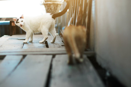 White cat angry with Kitten orange striped cat on wooden terrace