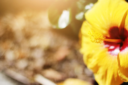 Blooming Yellow Hibiscus or Shoe Flower in natural sunlightの写真素材