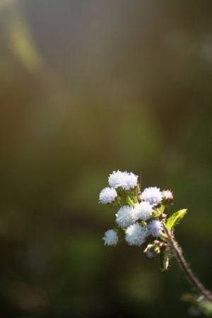 Beautiful blooming white wild flowers fields in springtime and natural sunlight shining on mountain.の写真素材