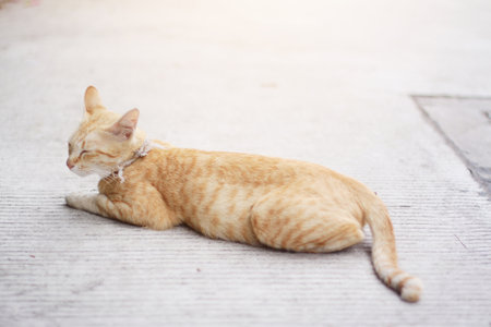 Kitten orange striped cat sleeping and relax on concrete floor with natural sunlightの写真素材