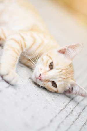 Kitten orange striped cat sleeping and relax on concrete floor with natural sunlightの写真素材