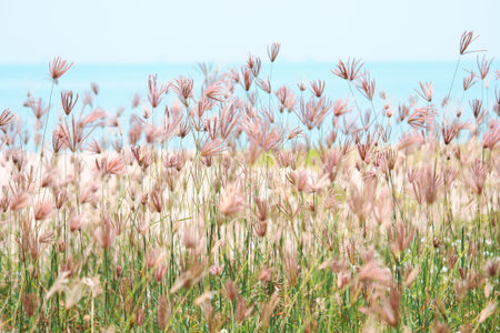 Beautiful blooming grass wild flowers fields in summertime with natural sunlight near the blue seaの写真素材