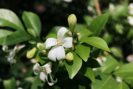 Blooming beautiful white Andaman satinwood flowers Botanical in garden with natural sunlight