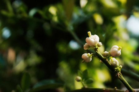 Blooming beautiful white flowers Botanical in garden with natural sunlight