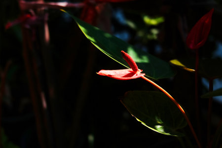 Blooming beautiful red Peace lily or Spathiphyllum flowers Botanical in garden with natural sunlight